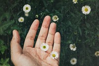 Small white flowers in a hand remix
