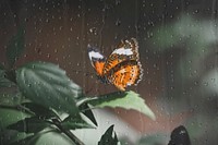 Animal desktop wallpaper background, small tortoiseshell butterfly on a leaf remix