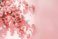 Pink color background outdoors blossom flower.