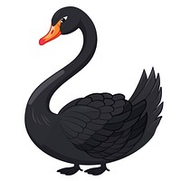 Black swan waterfowl animal bird.