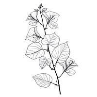 Bougainvillea illustrated drawing sketch.