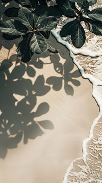 Beach wallpaper background plant leaf vegetation.