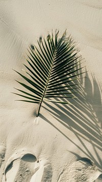 Beach wallpaper background plant leaf outdoors.