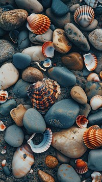 Beach walpaper background seashell invertebrate seafood.