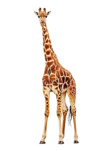 The giraffe wildlife animal mammal.