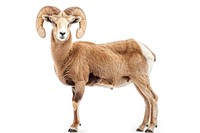Aries livestock wildlife animal.