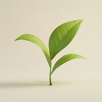 Tea leaf sprout plant.