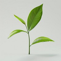 Tea leaf annonaceae beverage plant.