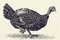 Turkey poultry animal bird.