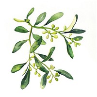 Mistletoe annonaceae blossom herbal.