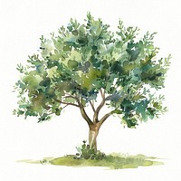 Olive tree sycamore painting plant.