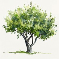 Olive tree illustrated vegetation painting.