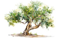 Olive tree painting sycamore plant.