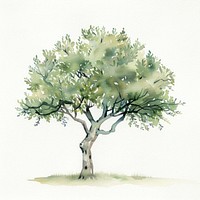 Olive tree illustrated painting sycamore.