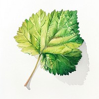 Blackcurrant leaf sycamore produce herbal.