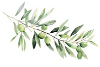 Branch of olive produce plant fruit.