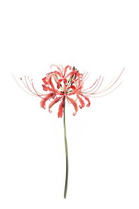 Red spider lily flower amaryllidaceae amaryllis blossom.