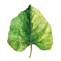 Sacred fig leaf vegetable produce plant.