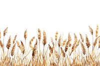 Wheat field produce grain plant.