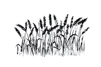 Wheat field illustrated drawing produce.