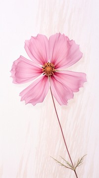 Real pressed Cosmos flower asteraceae blossom.