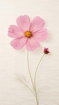 Real pressed Cosmos flower asteraceae blossom.