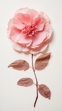 Real pressed Camellia flower carnation blossom.