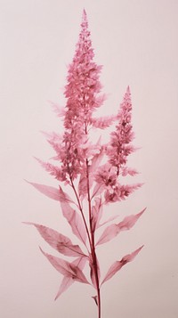 Real pressed Astilbe flower amaranthaceae blossom.