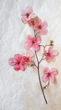 Real pressed pink flowers geranium blossom symbol.
