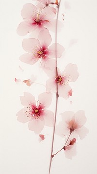 Real pressed sakura flower blossom plant.