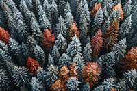 Pine forest in autumn vegetation outdoors woodland.