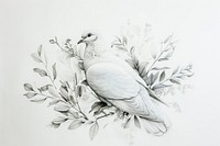 Dove illustrated drawing sketch.