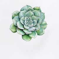 Succulant illustrated accessories accessory.