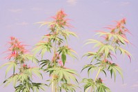 Cannabis Floral Photography flower vegetation blossom.