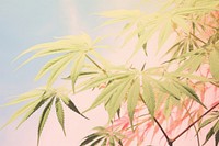 Cannabis photography vegetation plant leaf.