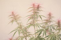 Cannabis photography vegetation blossom flower.