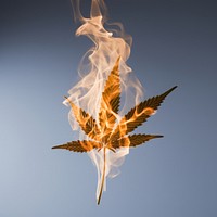 Photography of a Burning cannabis flame animal plant.