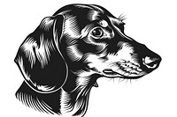 Dachshund dog illustrated wildlife drawing.