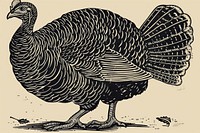 Domestic turkey poultry animal bird.