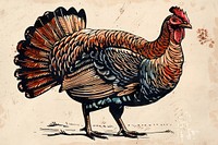 Domestic turkey poultry animal bird.