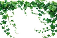 Ivy vine plant leaf.