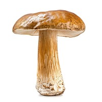 Spansule mushroom amanita fungus.