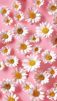 Wallpaper pattern flower daisy asteraceae.