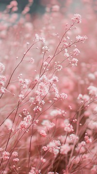 Pink meadow wallpaper outdoors blossom flower.