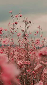 Pink meadow wallpaper asteraceae vegetation outdoors.
