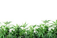 Cannabis border vegetation herbal plant.