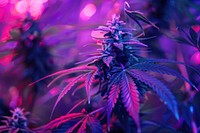 Photography of cannabis radiant silhouette purple person plant.
