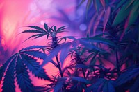 Photography of cannabis radiant silhouette plant weed.
