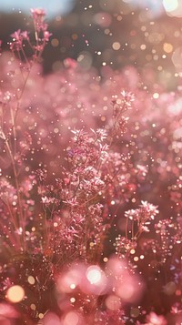 Pink meadow photo outdoors blossom flower.
