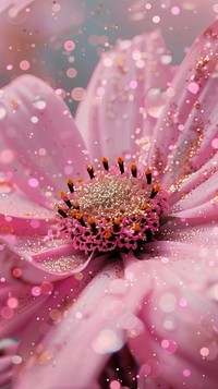 Pink flower photo asteraceae blossom anemone.